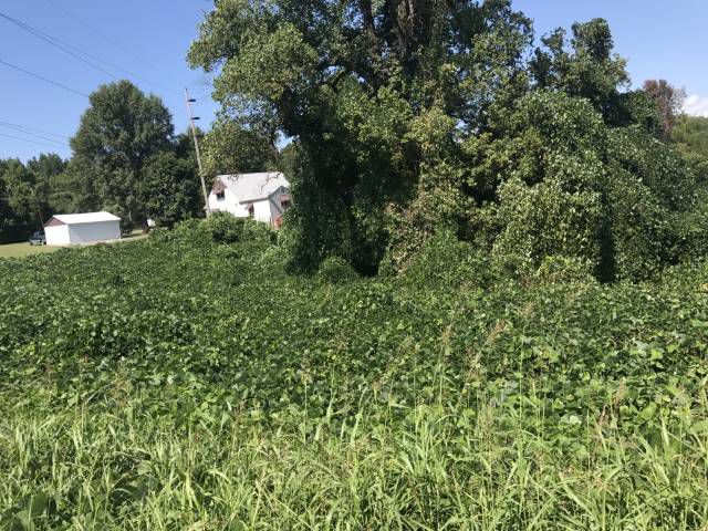 U of I Extension hosting webinar series on invasive species strategies